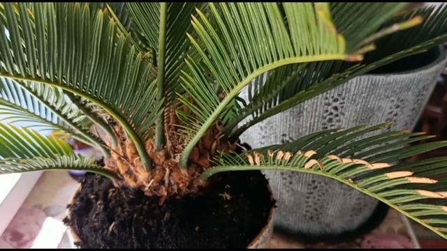 ЦИКАС РЕВОЛЮТА. ПЕРЕСАДКА И УХОД В ДОМАШНИХ УСЛОВИЯХ