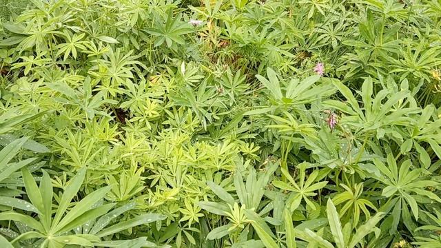 САД для Ленивых и Немощных