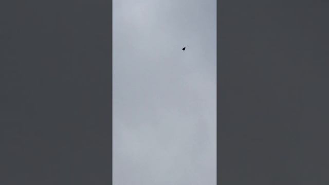 Николаевские голуби. Рыжий голубь.