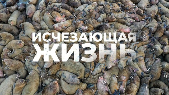 Исчезающая жизнь. Каких животных в Арктике мы можем потерять | Факты