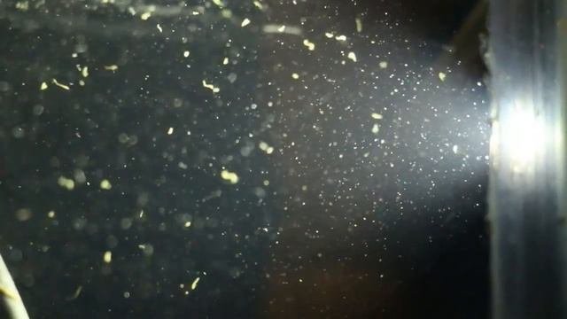 Белые черви в аквариуме