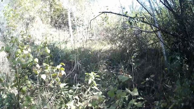 В долине реки Шипунихи, ищем окаменелости. Искитимский район  Западная Сибирь России.