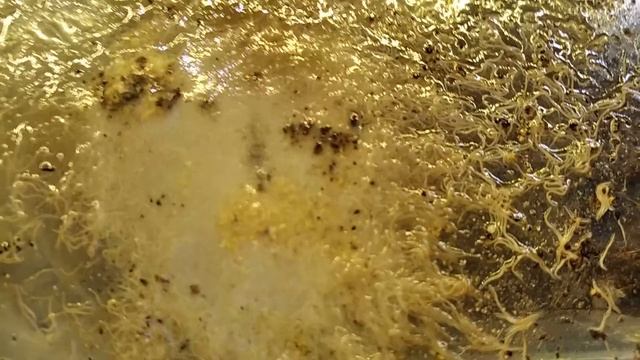 БЕЗ ИНФУЗОРИИ И БЕЗ АРТЕМИИ | стартовый корм для мелких мальков икромечащих рыб