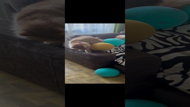 Котошары