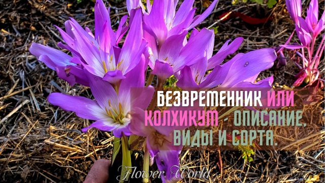 Безвременник или Колхикум - описание, виды и сорта.