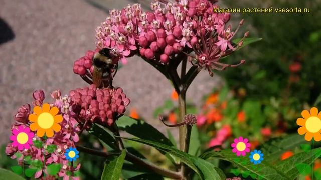 Ваточник мясо-красный. Краткий обзор, описание характеристик, где купить asclepias incarnata