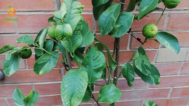 C.limon "Foliis variegatis" (gialla)