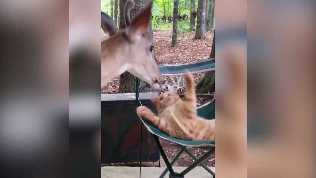 Смешные видео с котиками и собачками #11