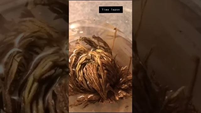Resurrection plant