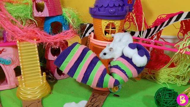 ПЕЧЕНЮШКА ПРИВИДЕНИЕ** ХОМЯЧКИ ИЩУТ НОВЫХ ДРУЗЕЙ