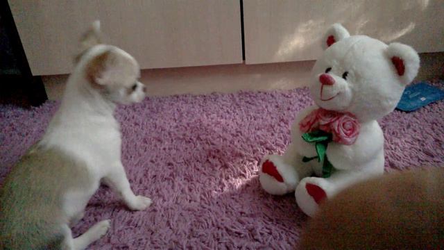 WP_20180925_15_17_35_Pro.mp4