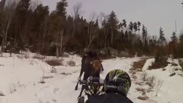 Лось напал на людей Шок смотрим не для слабо нервных