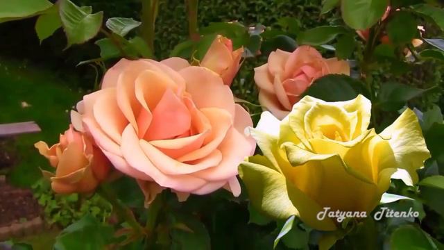 Туниянц Эдгар О ней поют поэты Tunyan Edgar About her poets sing