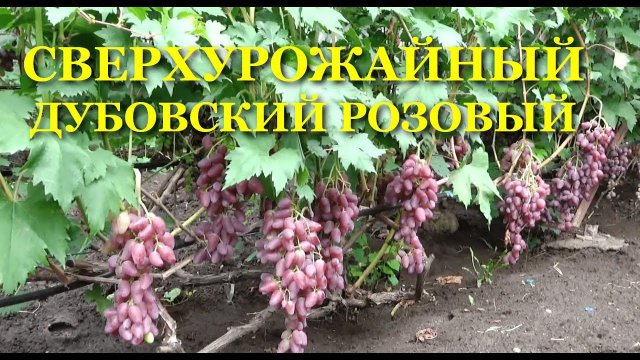 ДУБОВСКИЙ РОЗОВЫЙ - СВЕРХУРОЖАЙНЫЙ ВИНОГРАД
