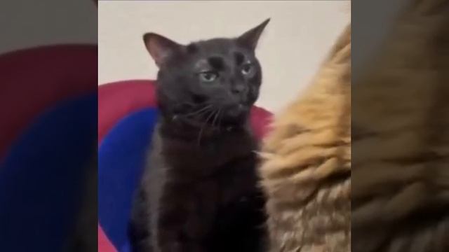 кот авторитет ????