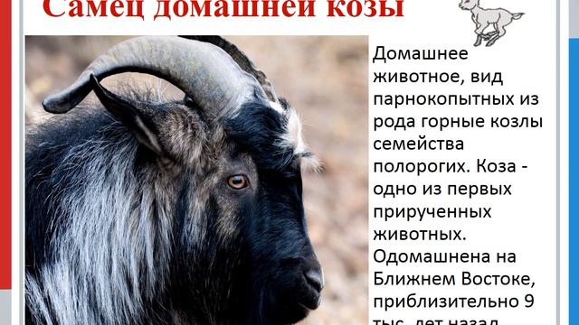 Дружба зверей