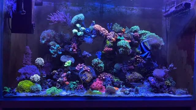 Морской аквариум