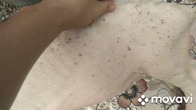 Как очистить молочного поросёнка.