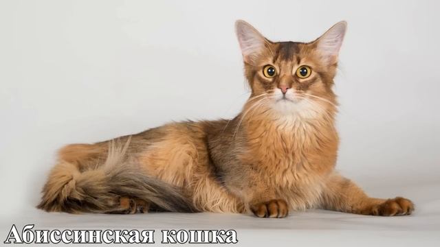 САМЫЕ КРАСИВЫЕ ПОРОДЫ КОШЕК