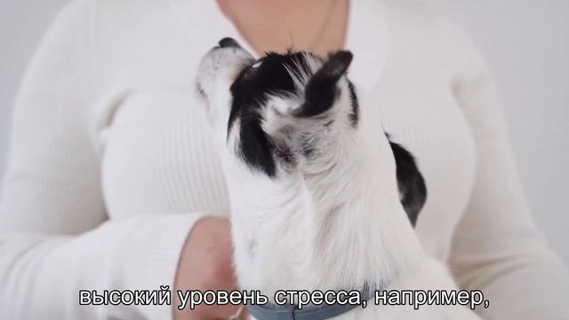 Почему собаки грызут лапы? Шокирующая правда