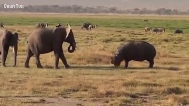 Бегемот в деле! Бегемот против льва, крокодила, слона...