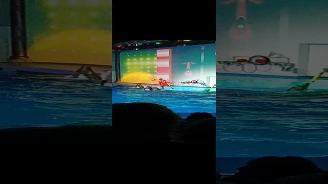 дельфин 🐬