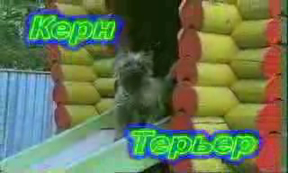 Керн-терьеры