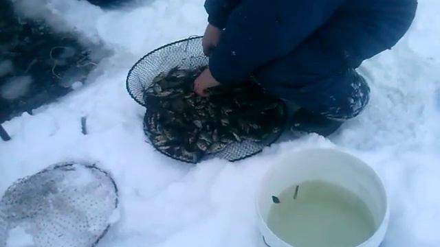 Ловим карася для живца раколовкой зимой!