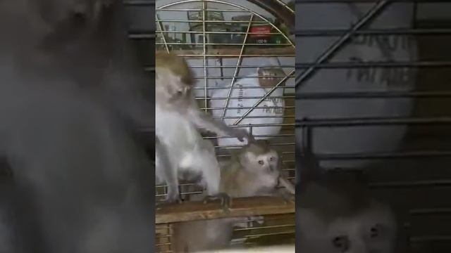 Зеленая мартышка