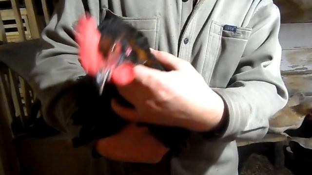 Музыка в курятнике, отопление в курятнике и немного о курах, перепелках.