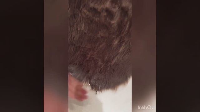 Чистка меховых чехлов