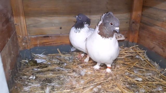 Иранские бойные голуби//Головатые//Собрал четыре пары