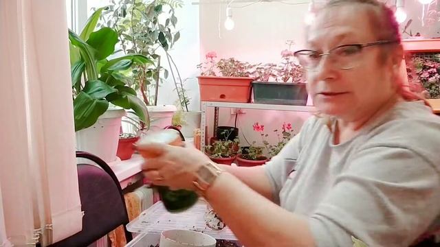 Какие растения покупать для домашнего озеленения и где, и как их выбирать. Посадка растений.