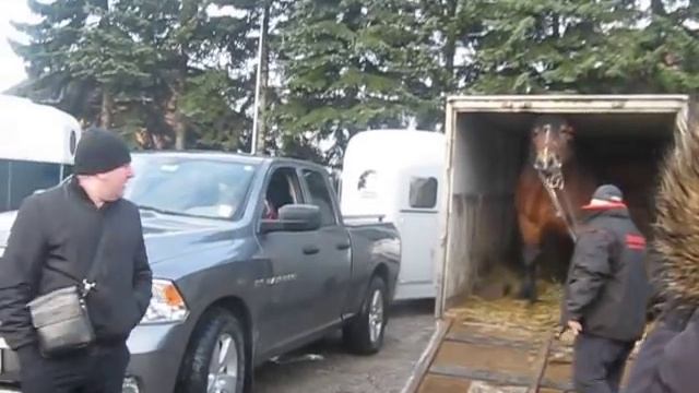 КОНІ ВАГОВОЗИ. ВИБИРАЄМ КОНЯ ПОЛЬША.HORSE SHOPPING FOR A BEAUTIFUL STALLION
