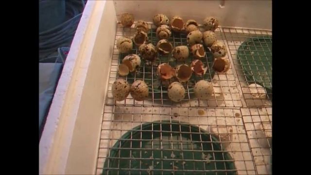 Помогать или не помогать перепелятам при вылуплении в инкубаторе