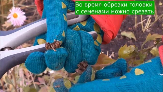 Хризантемы на зиму. Обрезка корейских (дубок) хризантем осенью