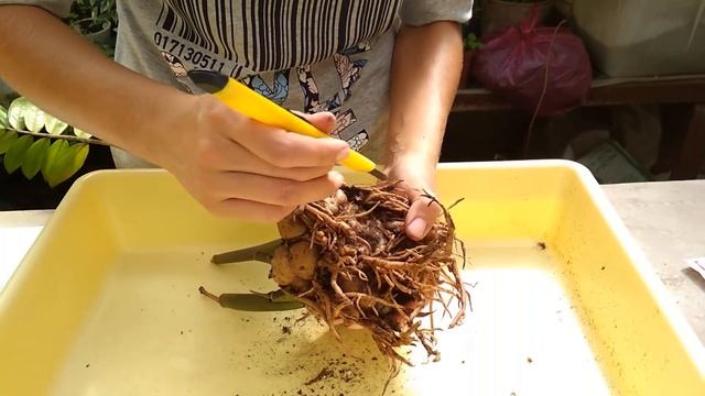 СПАСАЕМ ЗАМИОКУЛЬКАС ? ДОЛЛАРОВОЕ ДЕРЕВО?ЖЕЛТЕЮТ ЛИСТЬЯ