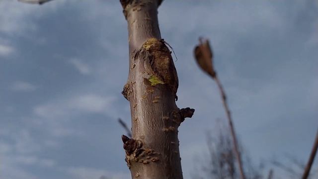 ЦИТОСПОРОЗ и РАНЫ на ДЕРЕВЬЯХ. ЛЕЧИМ ГРИБОК (3 этапа)
