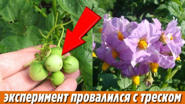 Мой неудачный эксперимент Вот что будет если обрывать цветы у картофеля Потом поняла что не так надо