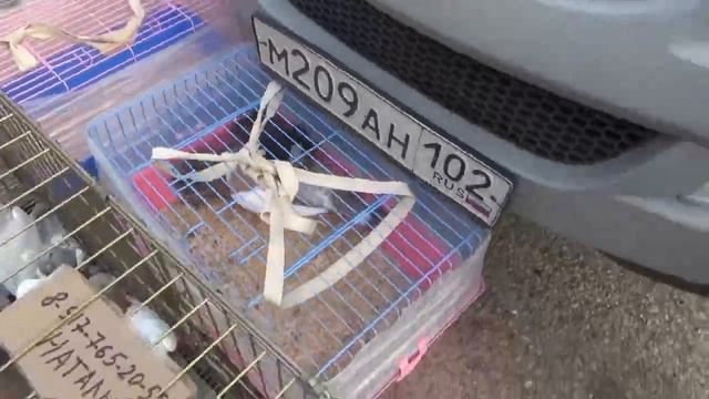 ЯРМАРКА ГОЛУБЕЙ В УФЕ  23 09 23 г  Часть 4