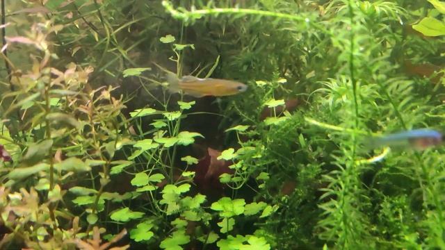 Псевдомугил Гертруды (голубоглазка или синеглазка) Pseudomugil gertrudae