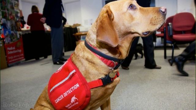 7  фактов о собачьей преданности