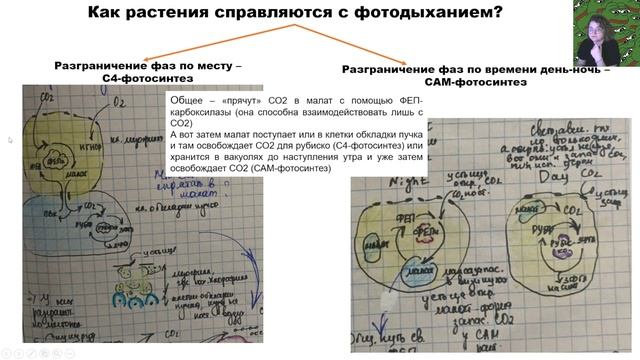 Фотодыхание. С4- и САМ-фотосинтез. Факторы фотодыхания. Фотодыхание и митохондриальное дыхание.