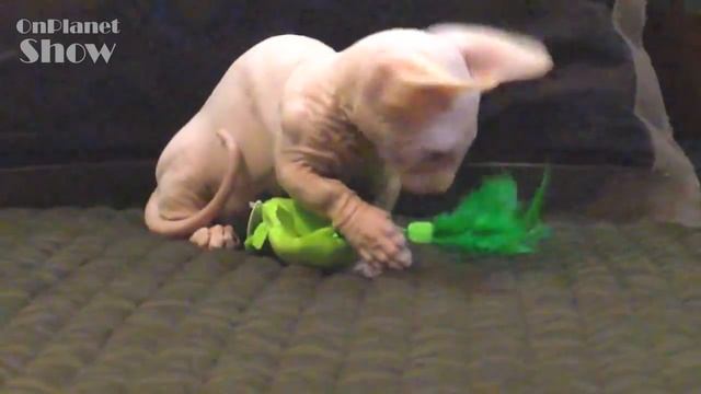 САМЫЕ МАЛЕНЬКИЕ ПОРОДЫ КОШЕК В МИРЕ