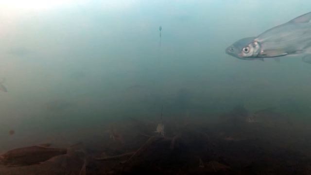 СУДАК НА ЖИВЦА и БАЛАНСИР. СУДАК НА ЖЕРЛИЦЫ. Подводное видео. рыбалка на жерлицы.
