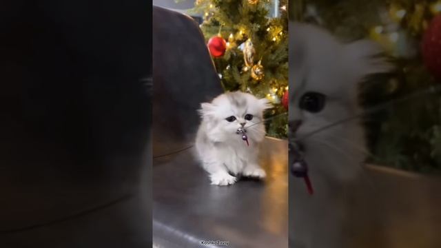 Забавные  животные