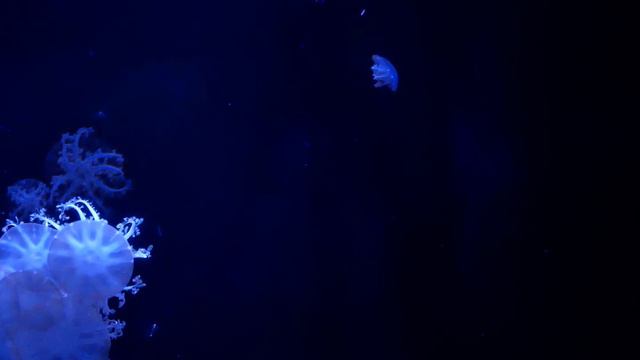 Ultra-wide Video Jellyfish Aquarium 21:9 Resolution, Windows Screensaver 1440p