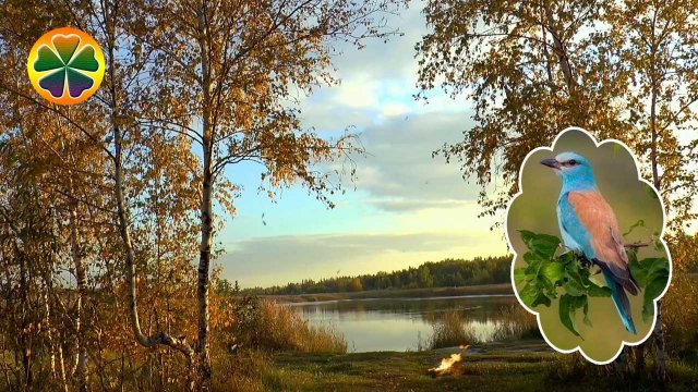 Звуки природы Плеск волны на озере Пение птиц Звук костра