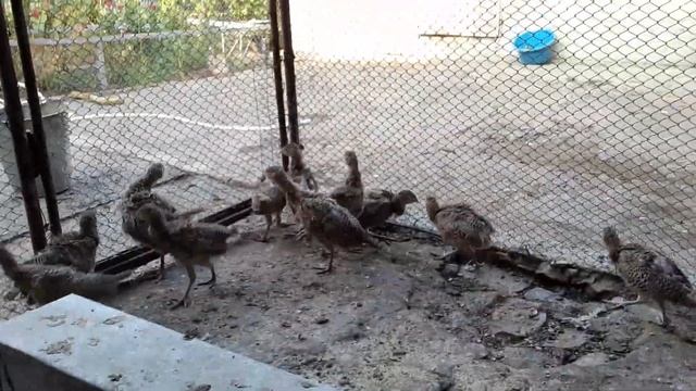 фазаны. Разведение Фазанов.Мой не первый опыт.