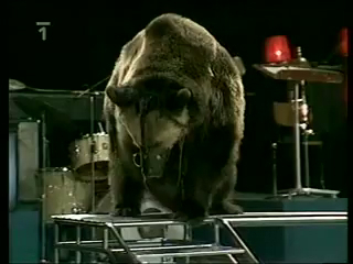 Дрессированные медведи.